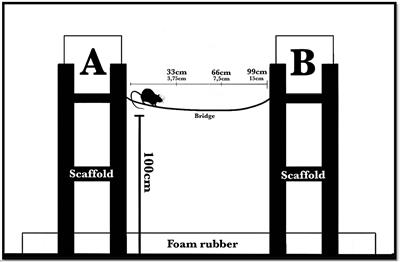 “Himalayan Bridge”: A New Unstable Suspended Bridge to Investigate Rodents' Venturesome Behavior